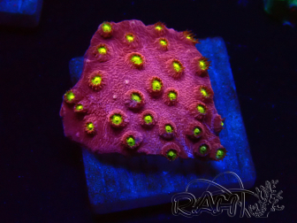 WYSIWYG - CB Cyphastrea Blingbling