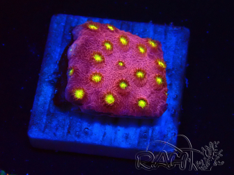 WYSIWYG - CB Cyphastrea Blingbling 3M8