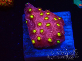 WYSIWYG - CB Cyphastrea Blingbling 3M9