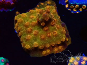 WYSIWYG - Tyree Cyphastrea Red Brick 3N10