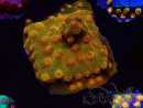 WYSIWYG - Tyree Cyphastrea Red Brick