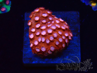 WYSIWYG - RAH Cyphastrea Moon Rocks 3O1