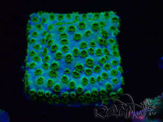 WYSIWYG - RAH Cyphastrea Minefiels 3O5