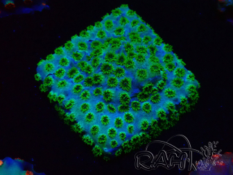 WYSIWYG - RAH Cyphastrea Minefiels 3O6