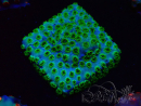 WYSIWYG - RAH Cyphastrea Minefiels