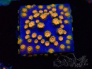 WYSIWYG - RAH Cyphastrea Spicy Pumpkin 3O7