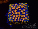 WYSIWYG - RAH Cyphastrea Spicy Pumpkin