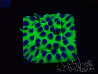 WYSIWYG - JF Cyphastrea PPE 3P1