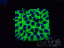 WYSIWYG - JF Cyphastrea PPE