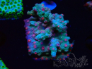 WYSIWYG - RAH Cyphastrea decadia Grün