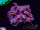 WYSIWYG - RAH Cyphastrea decadia Roja