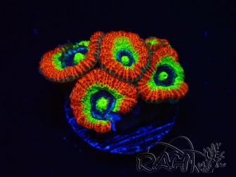 WYSIWYG WWC Holy Grail Micromussa