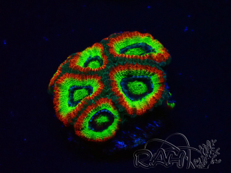 WYSIWYG WWC Holy Grail Micromussa E1