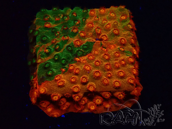 WYSIWYG - RAH Cyphastrea Sunkist Grafted I1