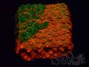 WYSIWYG - RAH Cyphastrea Sunkist Grafted I1