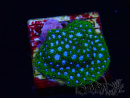 WYSIWYG - RAH Leptastrea Ice Eye 3A8