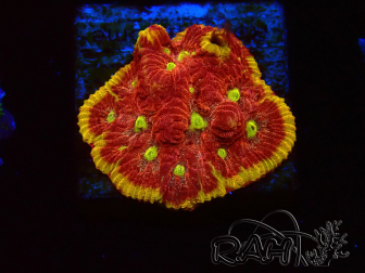 WYSIWYG - BigR Favia Inferno 3D10