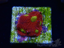 WYSIWYG - RAH Favites Rainbow Skittles
