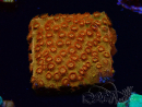WYSIWYG - BigR Cyphastrea Sunkist