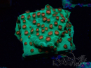 WYSIWYG - WWC Cyphastrea Jingle Bells
