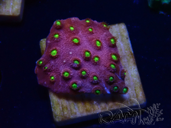 WYSIWYG - CB Cyphastrea Blingbling 3M7