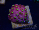 WYSIWYG - CB Cyphastrea Blingbling 3M7