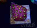 WYSIWYG - CB Cyphastrea Blingbling 3M9