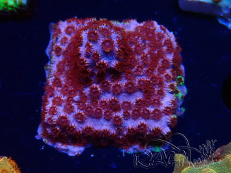 WYSIWYG - BigR Cyphastrea Skittles Bomb