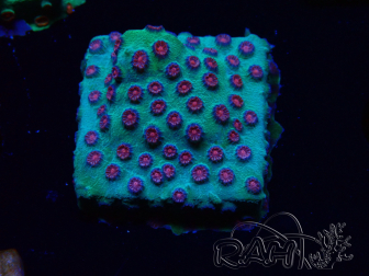 WYSIWYG - Cyphastrea Alien Pox 3N5