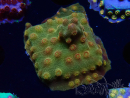 WYSIWYG - Tyree Cyphastrea Red Brick