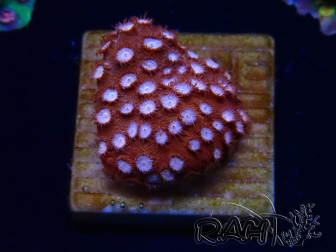WYSIWYG - RAH Cyphastrea Moon Rocks