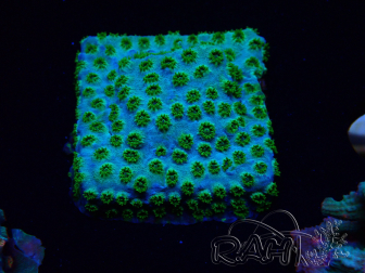 WYSIWYG - RAH Cyphastrea Minefiels 3O5