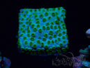 WYSIWYG - RAH Cyphastrea Minefiels 3O5