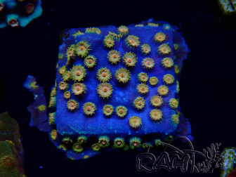 WYSIWYG - RAH Cyphastrea Spicy Pumpkin 3O8