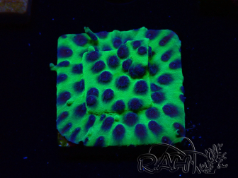 WYSIWYG - JF Cyphastrea PPE