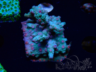 WYSIWYG - RAH Cyphastrea decadia Verde