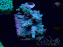 WYSIWYG - RAH Cyphastrea decadia Green