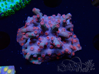 WYSIWYG - RAH Cyphastrea decadia Rot