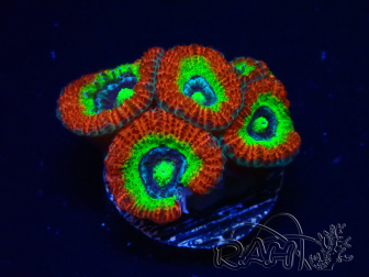 WYSIWYG WWC Holy Grail Micromussa C1