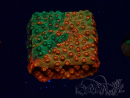 WYSIWYG - RAH Cyphastrea Sunkist Grafted I1