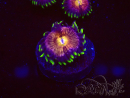 WYSIWYG - WWC Nirvana Palythoa 30D4
