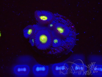 WYSIWYG - WWC Zoanthus AOI
