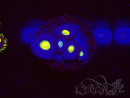 WYSIWYG - WWC Zoanthus AOI 30D11