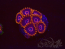 WYSIWYG - Zoanthus Red Hornet 30E3