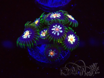 WYSIWYG - JF Zoanthus Stargazer 30F7