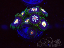 WYSIWYG - JF Zoanthus Stargazer 30F7