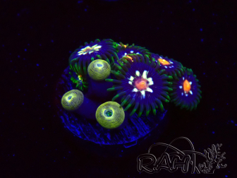 WYSIWYG - JF Zoanthus Stargazer 30F10