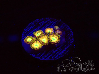 WYSIWYG - RAH Zoanthus Golden Mirage 30F3