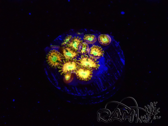 WYSIWYG - RAH Zoanthus Golden Mirage 30F7