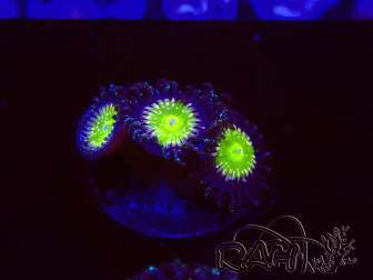WYSIWYG - Zoanthus Granny Apple Smith 30I7